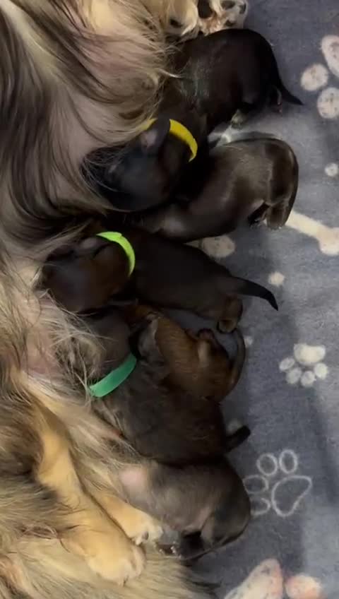Miniature Dachshund dogs for sale: Mini Long Haired Dachshund - Video 1