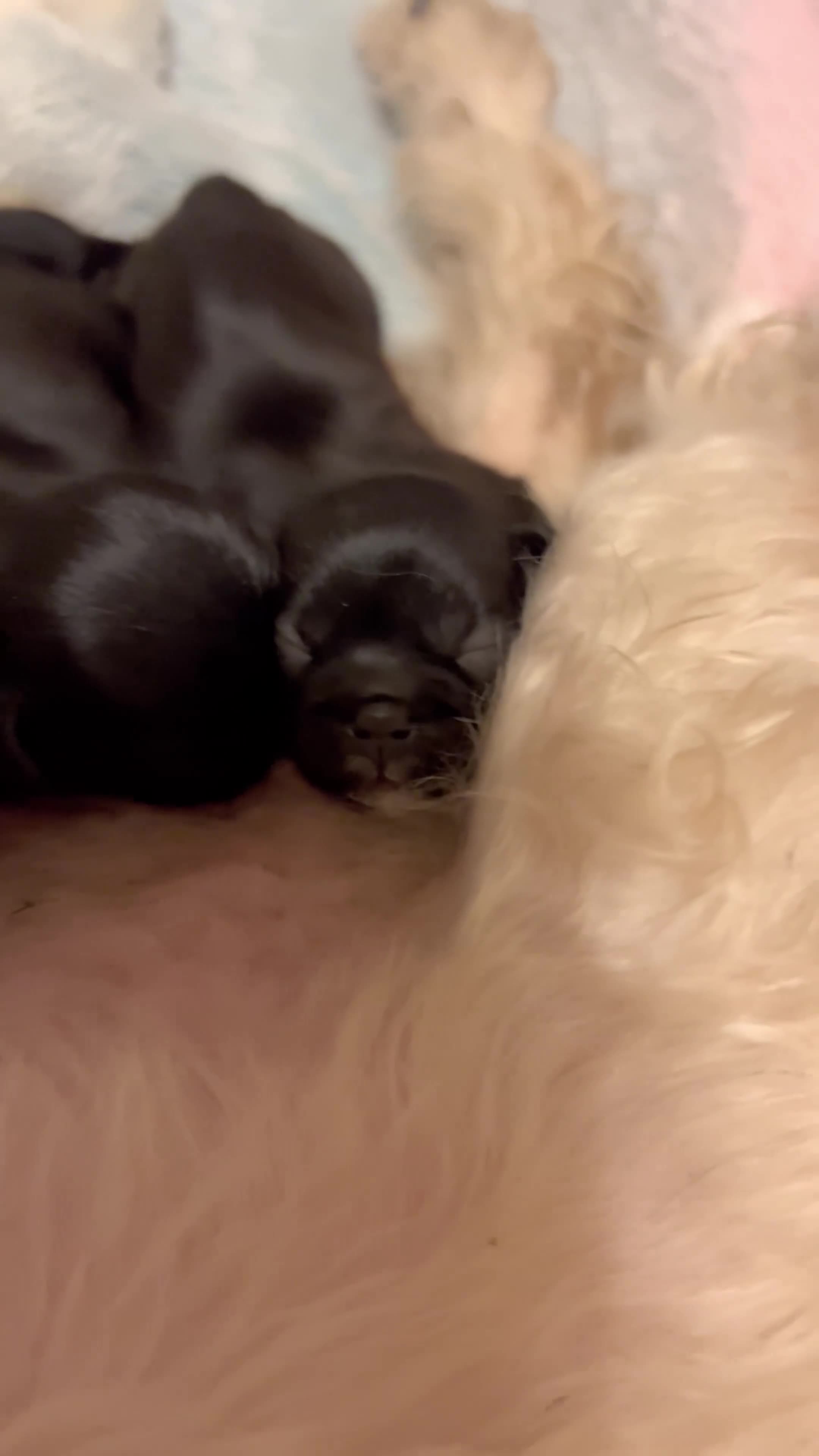 Shih Tzu dogs for sale: Shih Tzu Puppies - Video 2