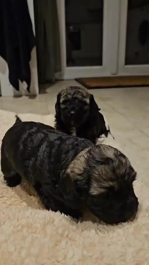 Cockapoo dogs for sale: F2 Cockapoo Puppies – Ready mid-late December - Video 1