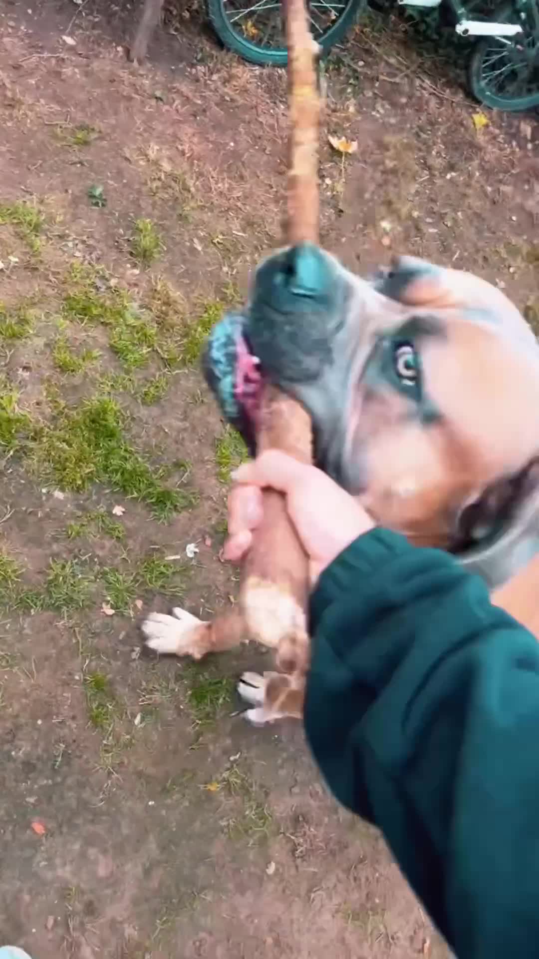 Cane Corso dogs for sale: 3 year old male cane corso - Video 2