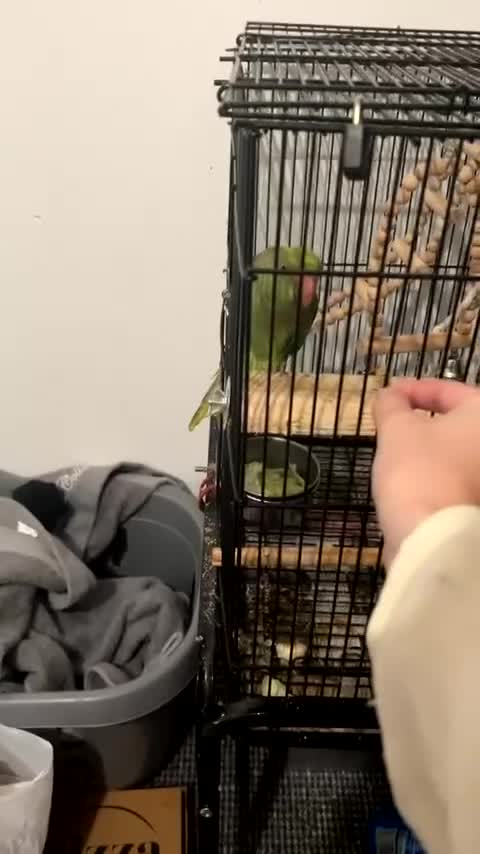 Ringnecks birds for sale: Green female Indian ring neck  - Video 2