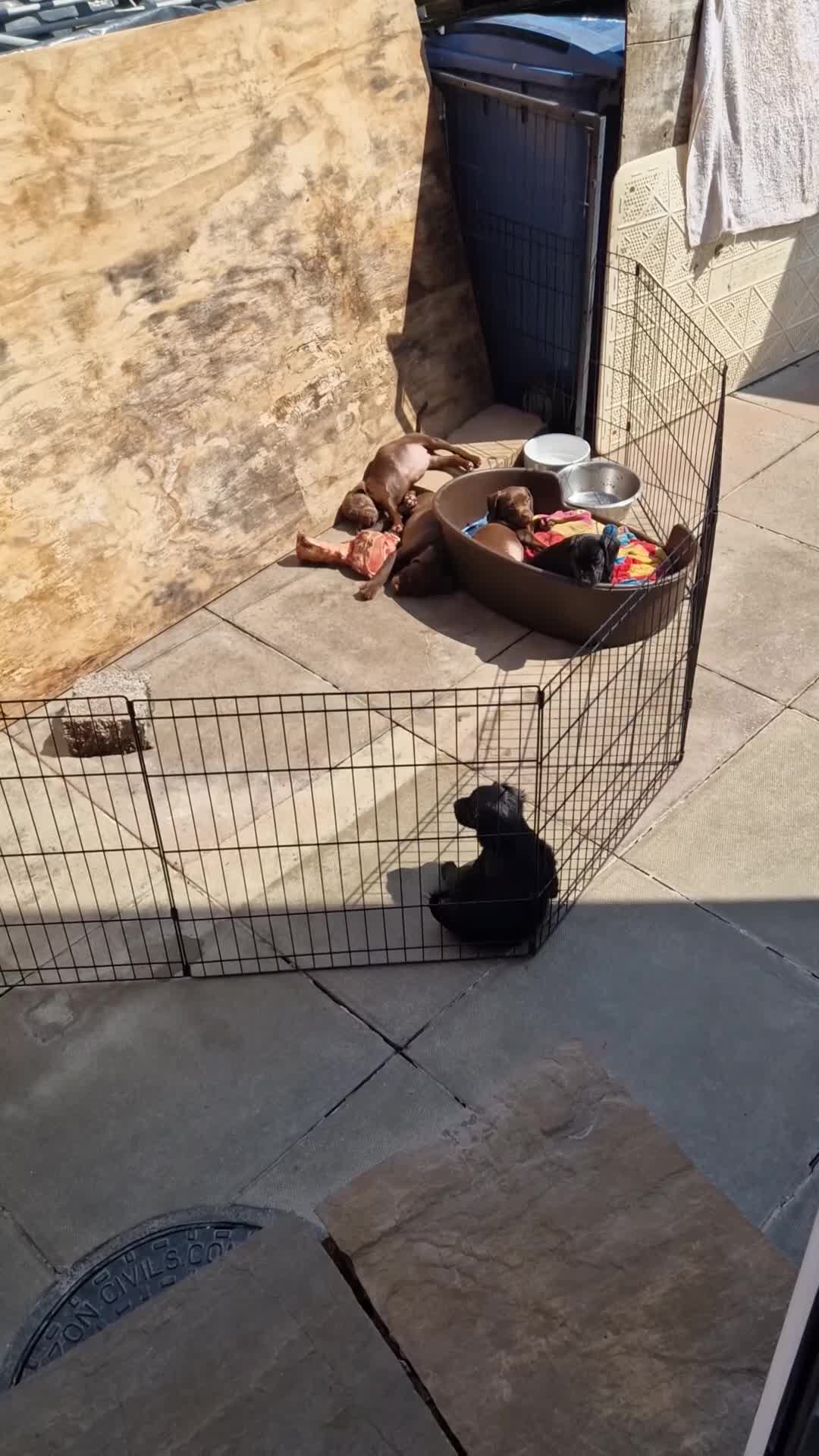 Sprocker dogs for sale: Sprocker pups. Beautiful lovely pups ready NOW in Worcester - Video 1