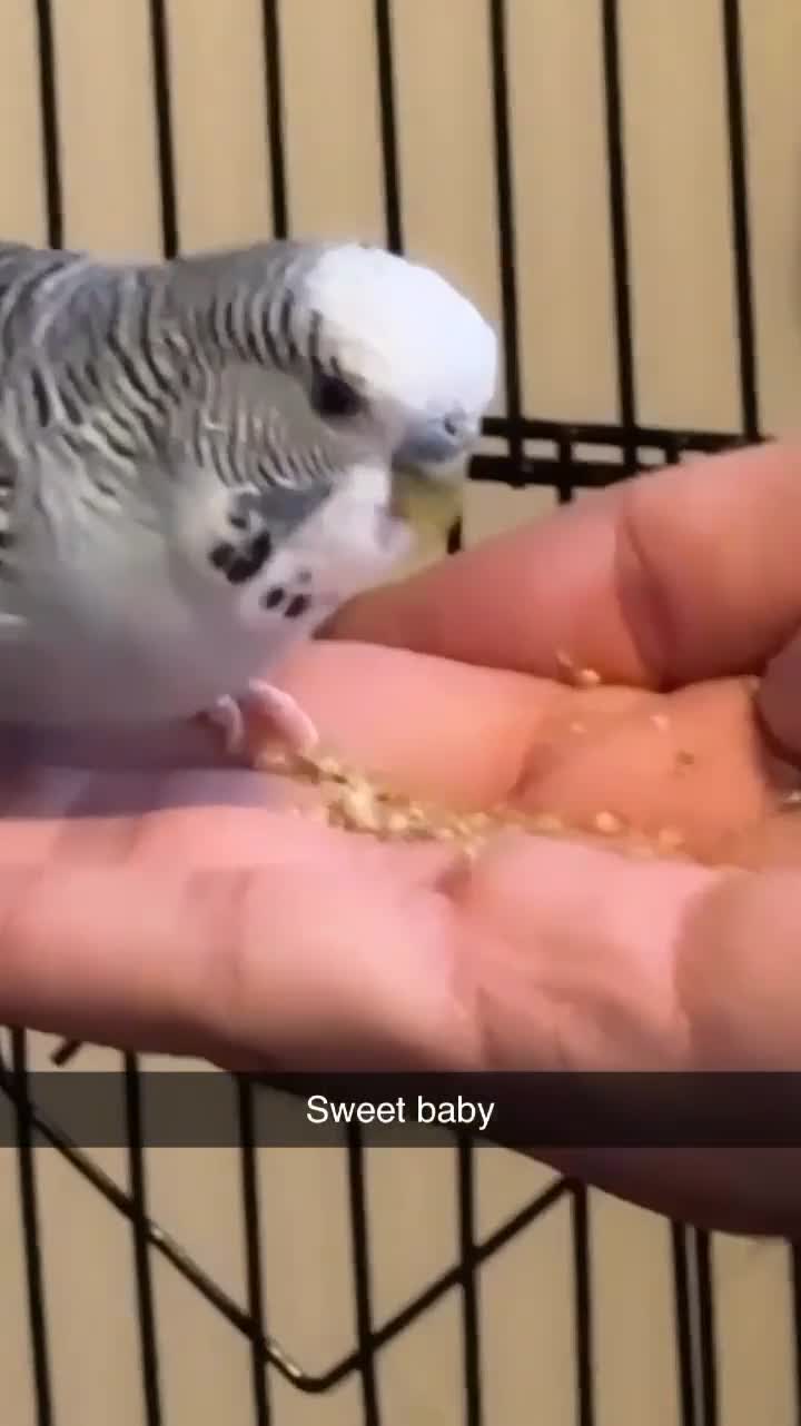 Budgerigars birds for sale: 3 Male budgies for sale - Video 1