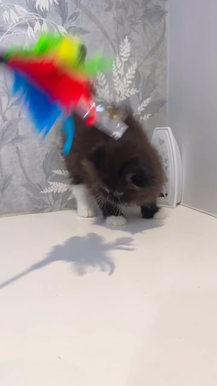 Persian cats for sale: Beautiful Long-Haired Persian Kittens - PKD neg - Video 2
