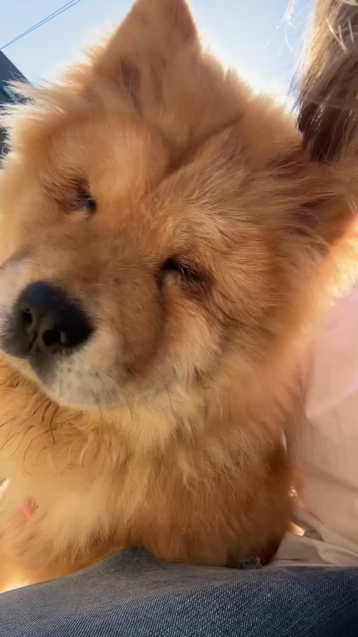 Chow Chow dogs for sale: This is Roxy  - Video 1