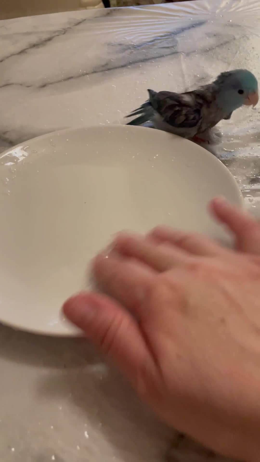 Parakeets birds for sale: Beautiful hand tamed baby specific parottlet  - Video 3