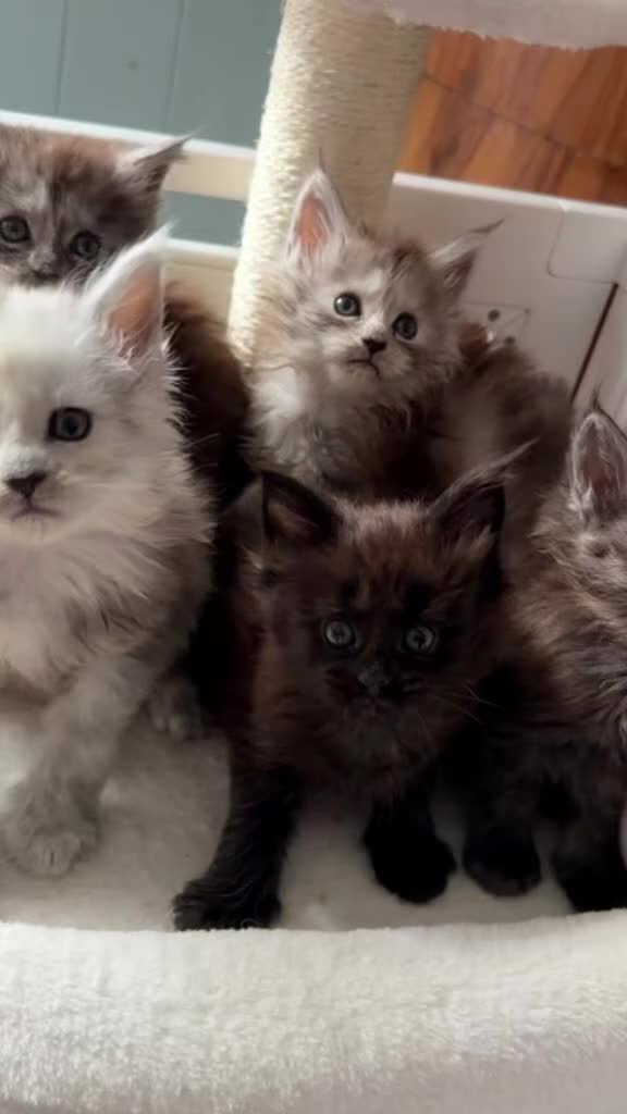 Maine Coon cats for sale: Beautiful high smoked and smoked kittens for sale  - Video 1