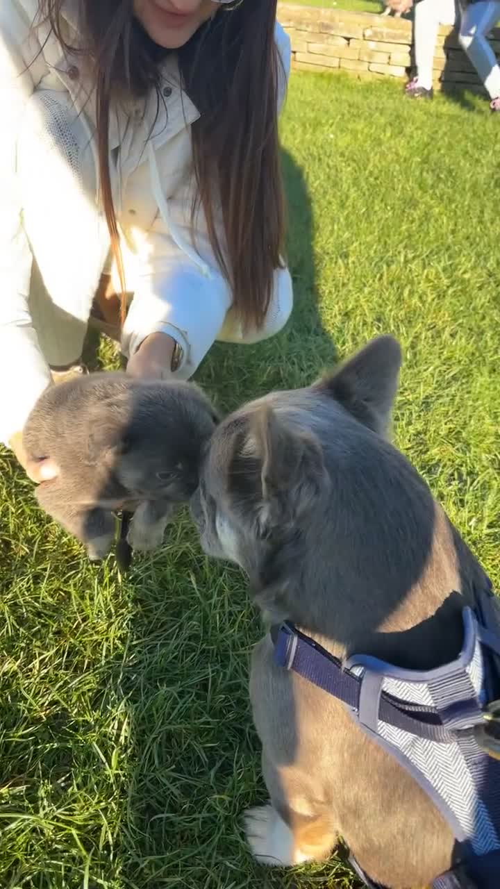 French Bulldog dogs for stud: Lilac&Tan visual fluffy proven stud ✅  - Video 3