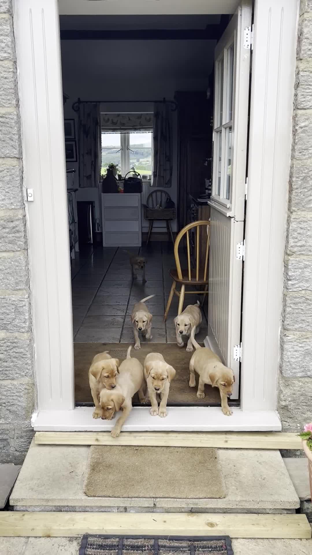 Labrador Retriever dogs for sale: 11 Exceptional Labrador Puppies - Video 1