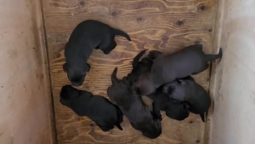 Labrador Retriever dogs for sale: Chocolate brown labrador puppies - Video 1