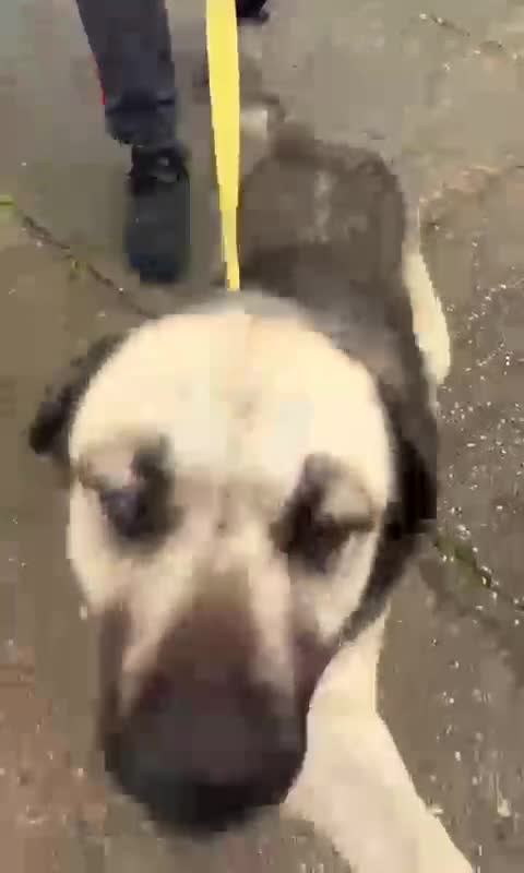 Mixed Breed dogs for adoption: Titan❤️🐾 - Video 2