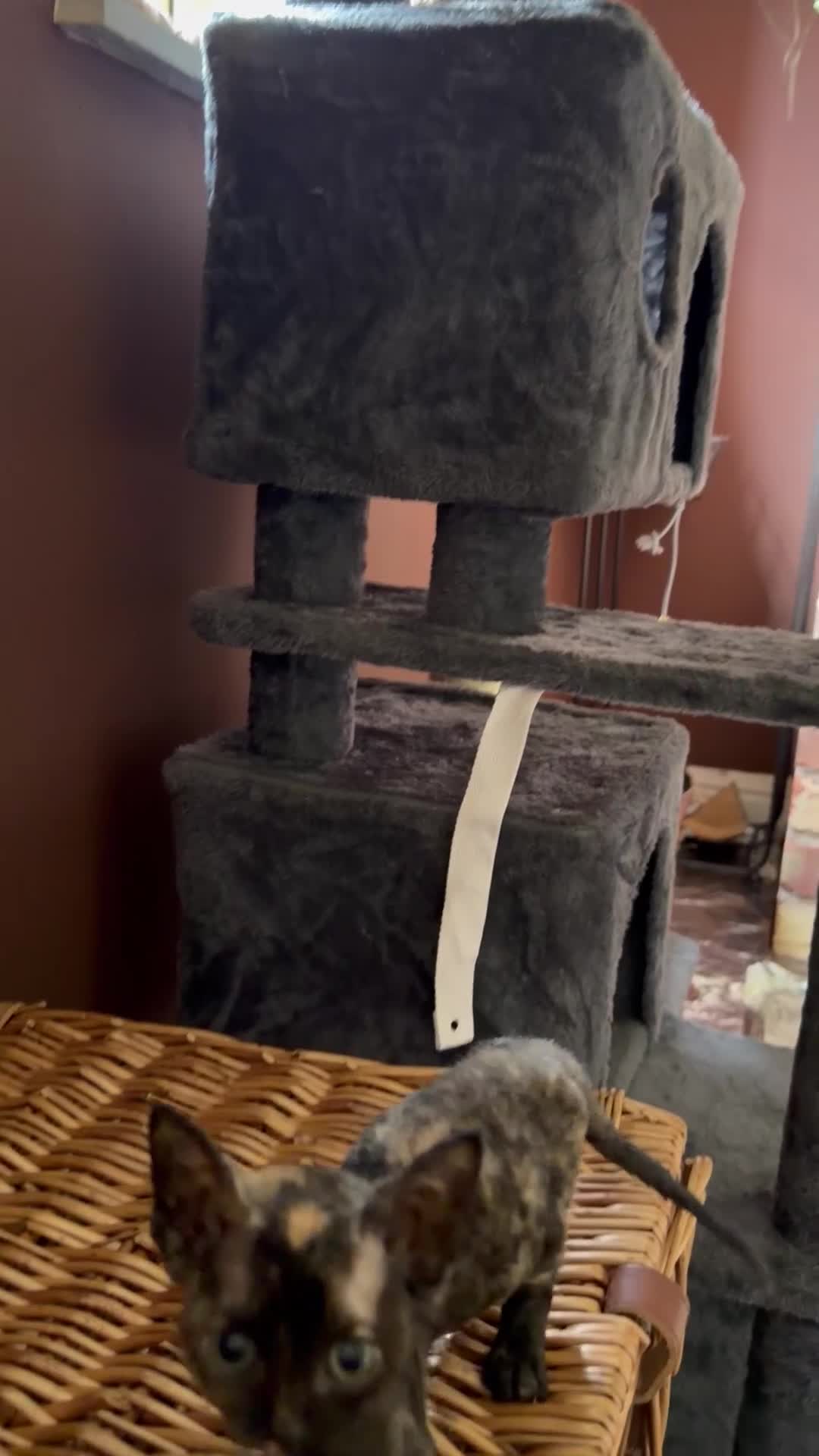 Devon Rex cats for sale:  GCCF registered  Devon Rex kittens available  in Leominster - Video 3