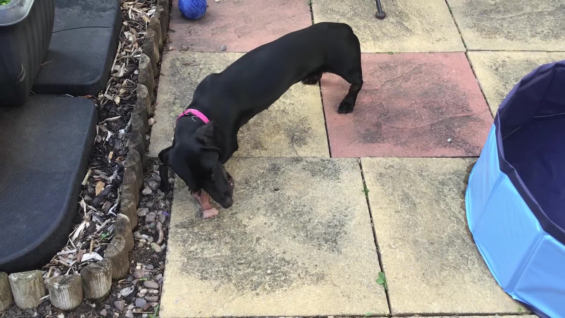 Miniature Dachshund dogs for sale: Female Mini Dachshund - Video 2