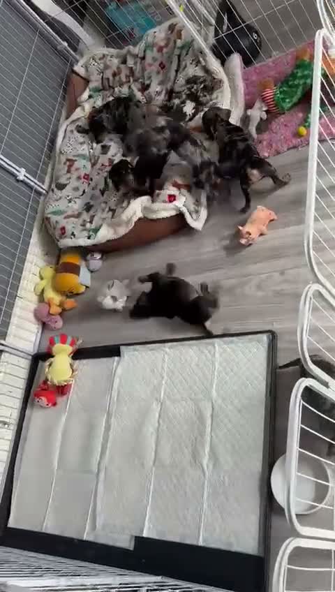 Miniature Dachshund dogs for sale: 😾  •• Miniature Dachshund Puppies  •• 🐺   - Video 1