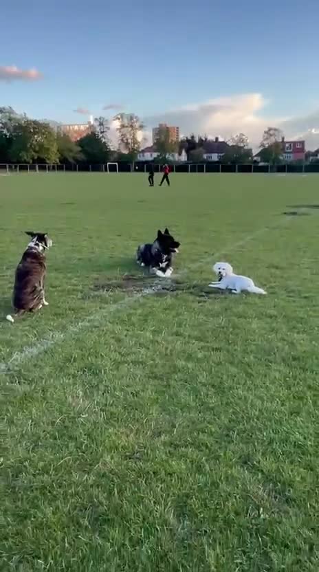 Akita dogs for sale: American Akita- Loyal and a wonderful temprement. - Video 1