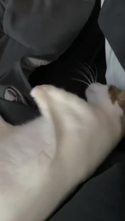 Mixed Breed cats for adoption: ANAKIN-HEALTHY HAPPY CUTE BOY MISSING FRONT PAW! - Video 2