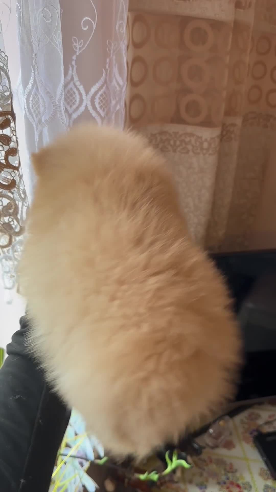 Pomeranian dogs for sale: Female pedigree Pomeranian ready now - Video 2