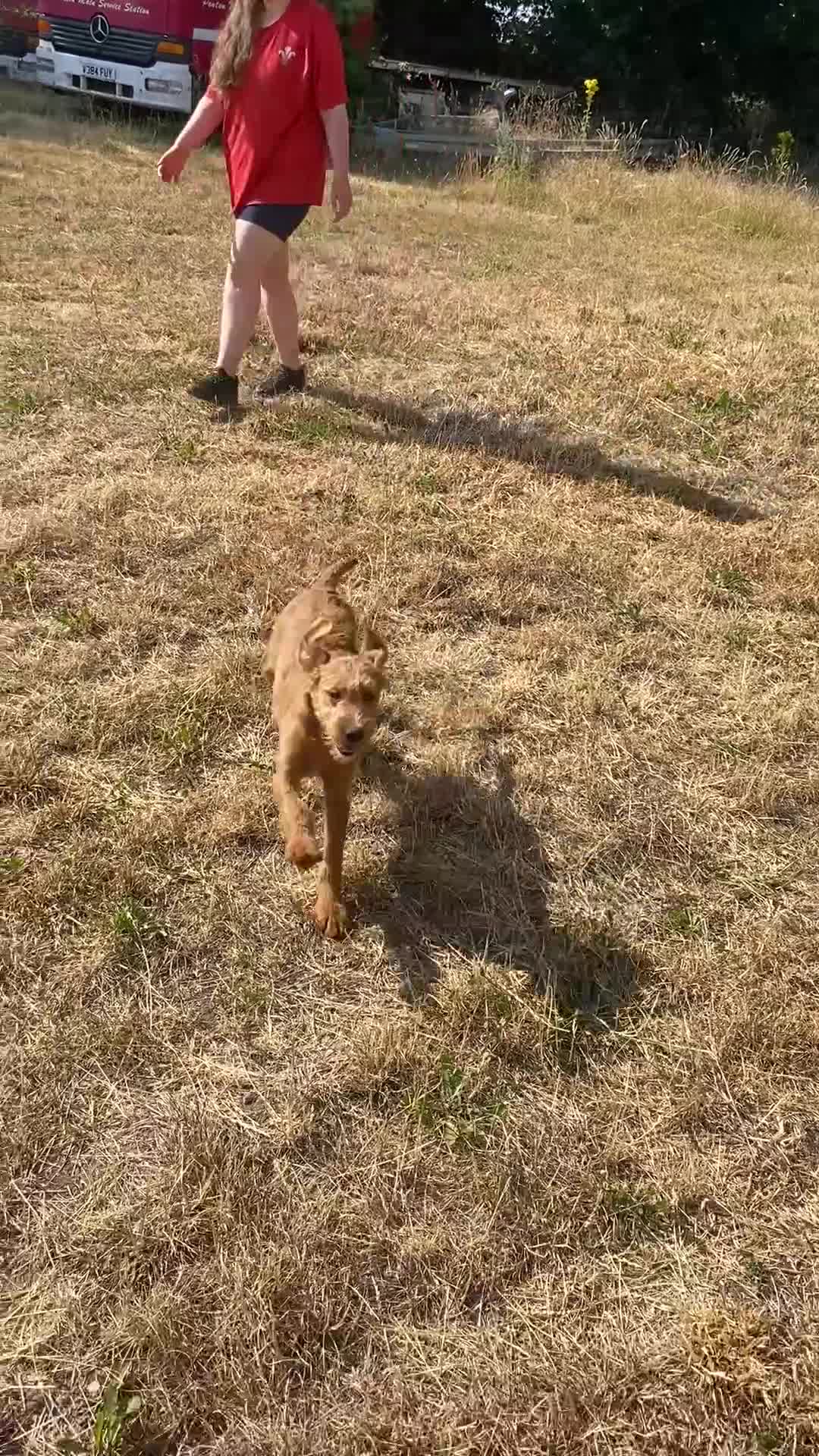 Labradoodle dogs for sale: Beautiful Labradoodle Puppies For Sale - Video 3
