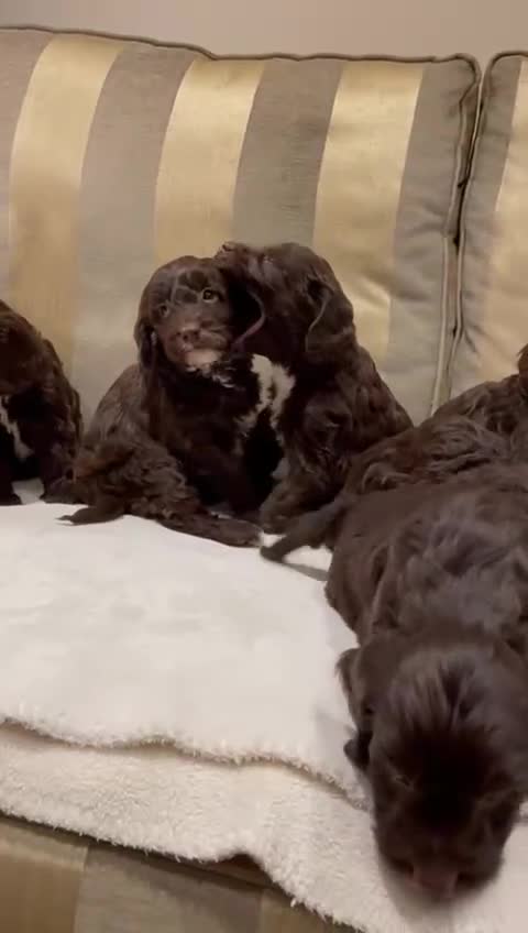 Cockapoo dogs for sale: Beautiful Cockapoo Puppies  - Video 1