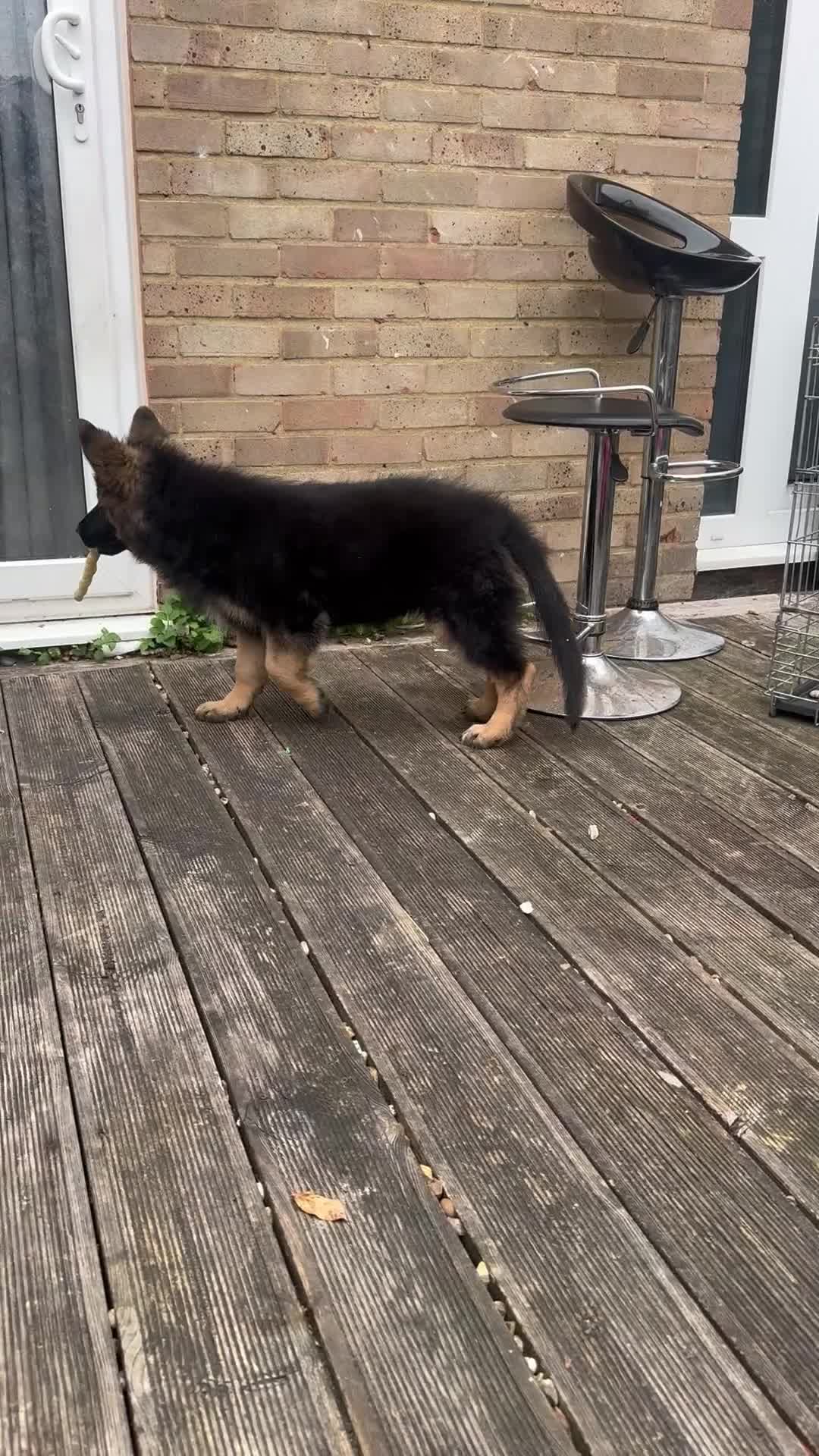 German Shepherd dogs for sale: GSD Puppy (F) - Video 1
