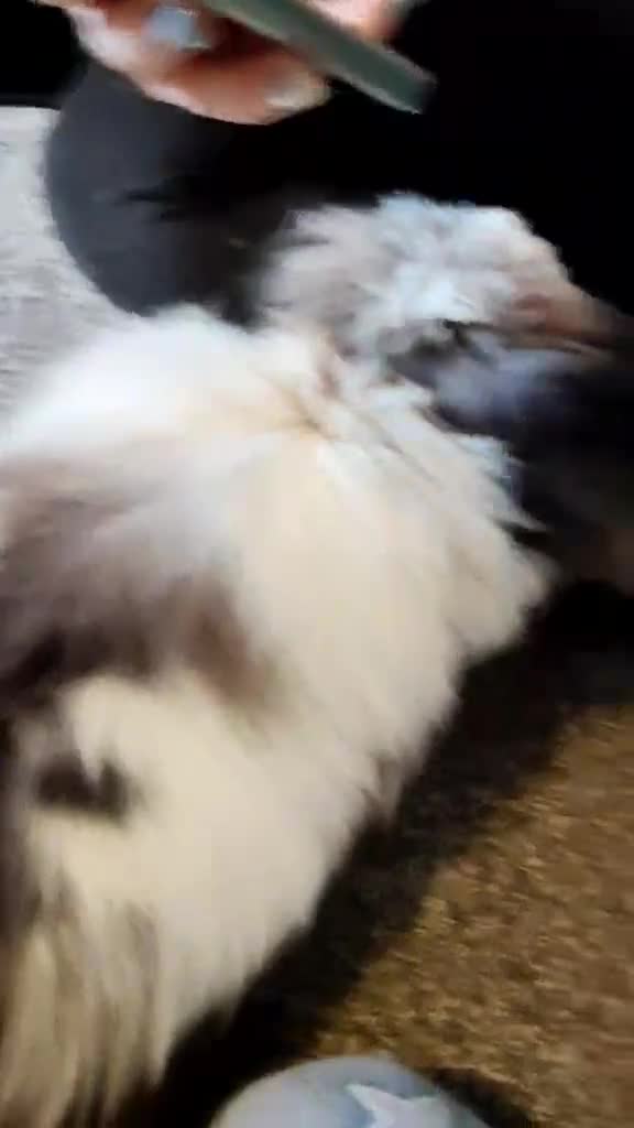 Lionhead rabbits for sale: Friendly Lionhead x Rex Rabbit needs rehoming - Video 1