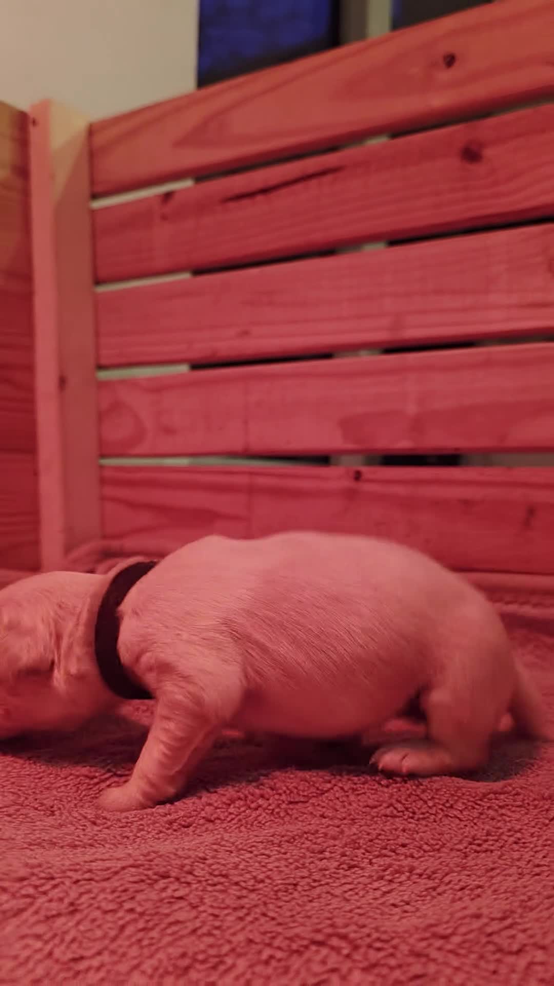 Golden Retriever dogs for sale: Beautiful Golden Retriever Puppies - Family Raised - Video 1