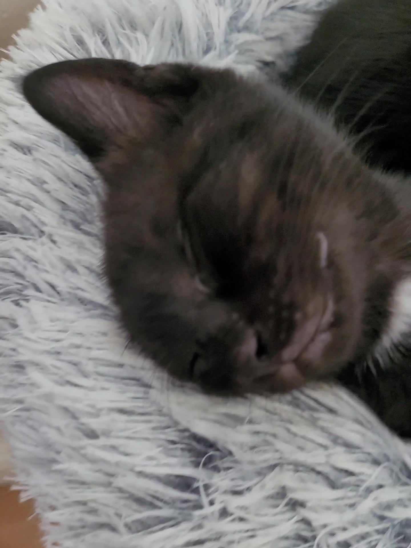 Domestic Shorthair cats for sale: Two black kittens  - Video 2