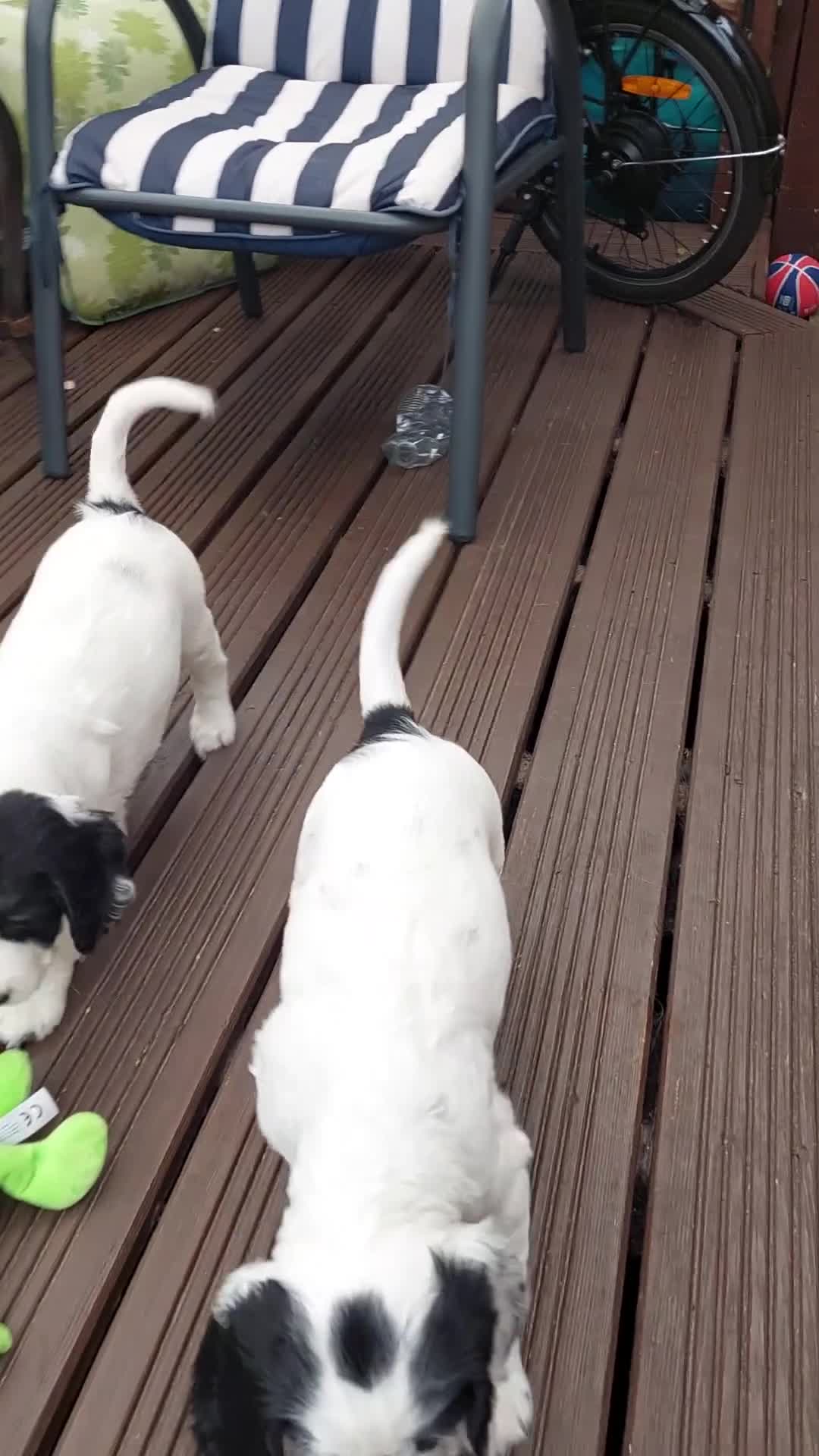 Cocker Spaniel dogs for sale: Cocker Spaniel puppies  - Video 1