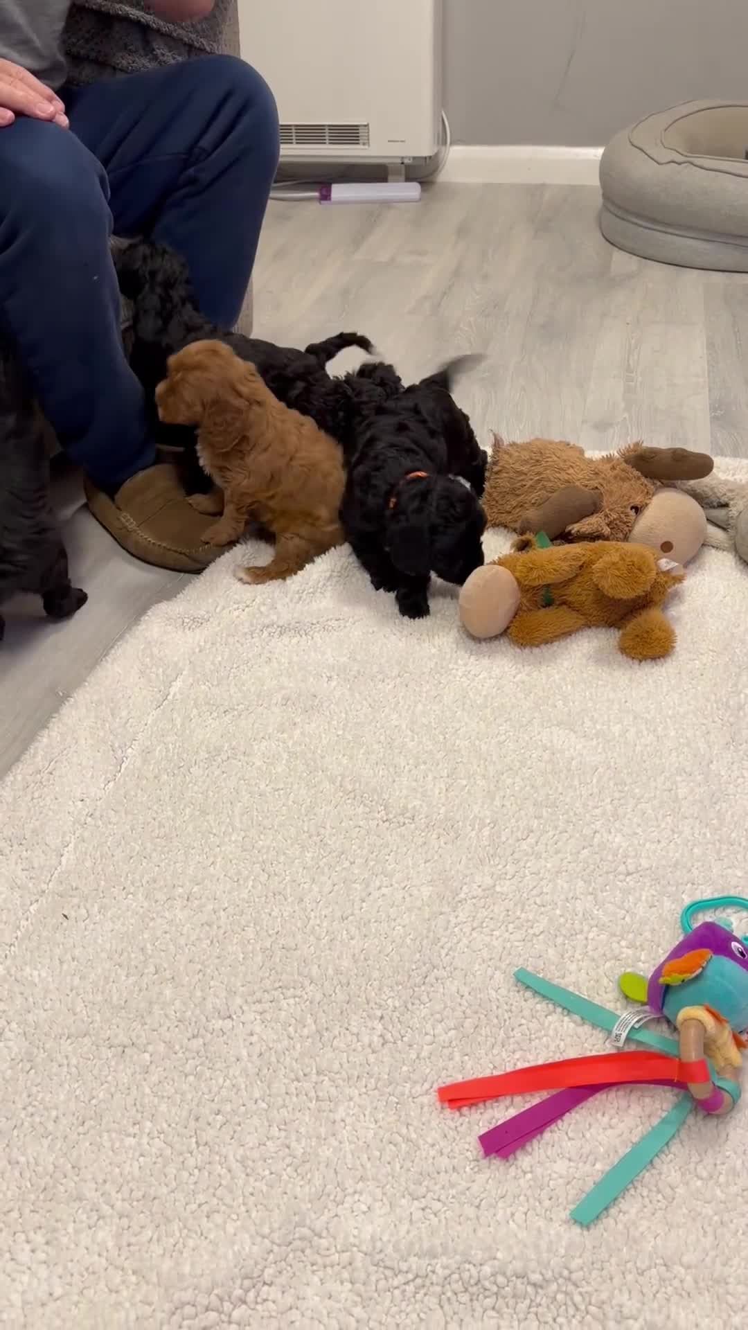 Cockapoo dogs for sale: F2Bb cockapoo puppies - Video 1