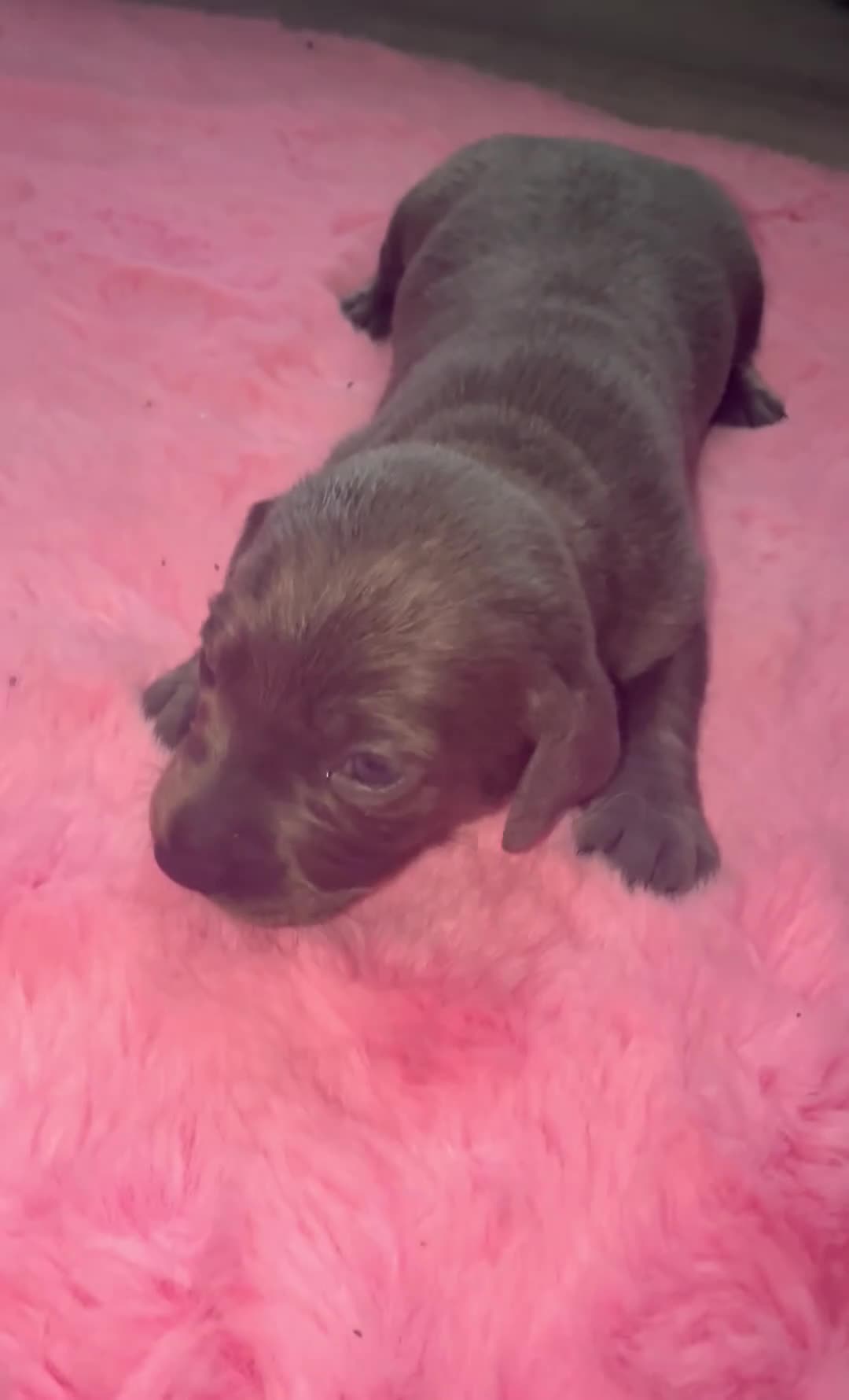 Miniature Dachshund dogs for sale: Gorgeous mini dachshund pups  - Video 2