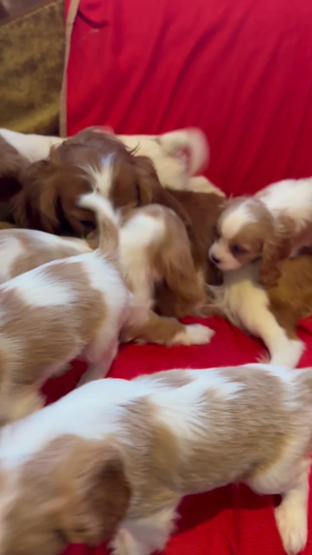 Cavalier King Charles Spaniel dogs for sale: Gorgeous Cavalier King Charles Spaniel puppies - Video 1