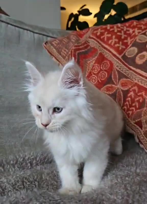 Maine Coon cats for sale: XXL Exceptional Pedigree Kittens Russian line - Video 5