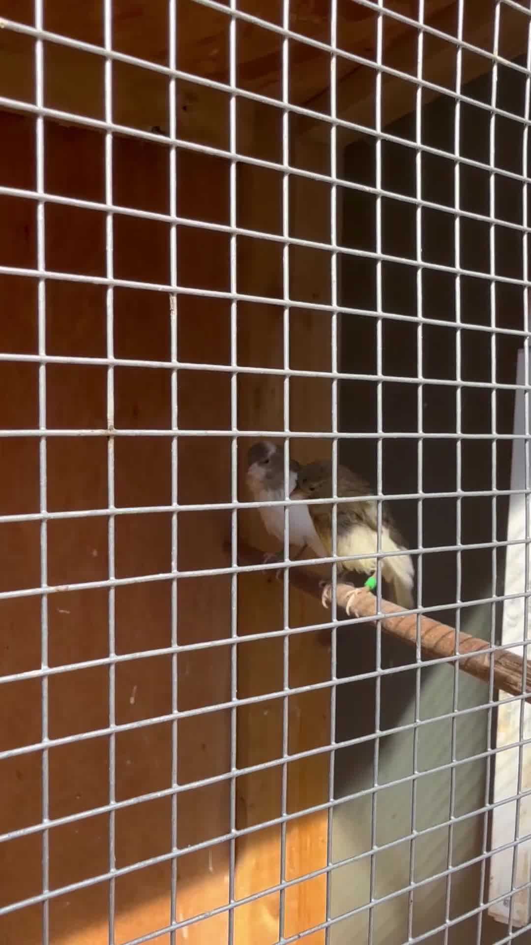Canaries birds for sale: Spanish timbrado canaries - Video 1