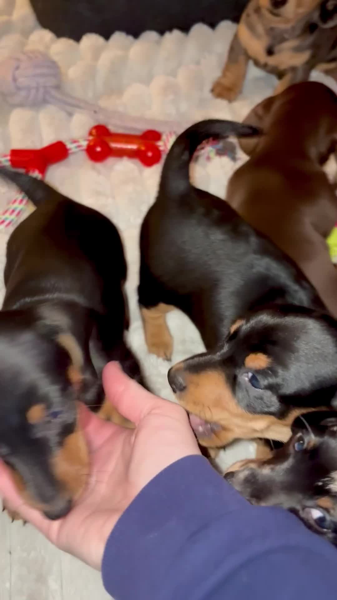 Miniature Dachshund dogs for sale: Miniature Dachshunds KC reg, READY TO LEAVE - Video 1