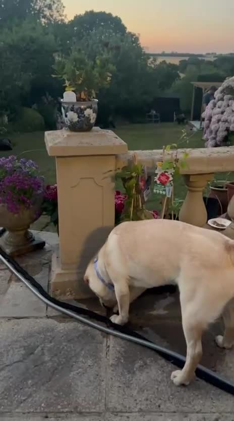 Mixed Breed dogs for adoption: ❤️🐶 LAIMA – HOW IS THIS WONDERFUL GIRL WAITING - Video 4