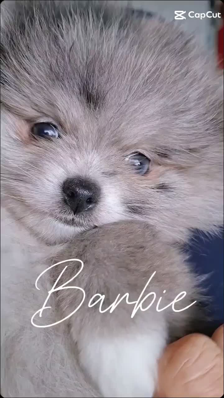 Pomeranian dogs for sale: Beautiful Silver Merle Pom Girl with Blue Eye - Video 1