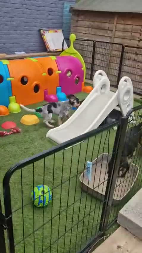 Cockapoo dogs for sale: COCKER SPANIEL 3 boys left. - Video 3