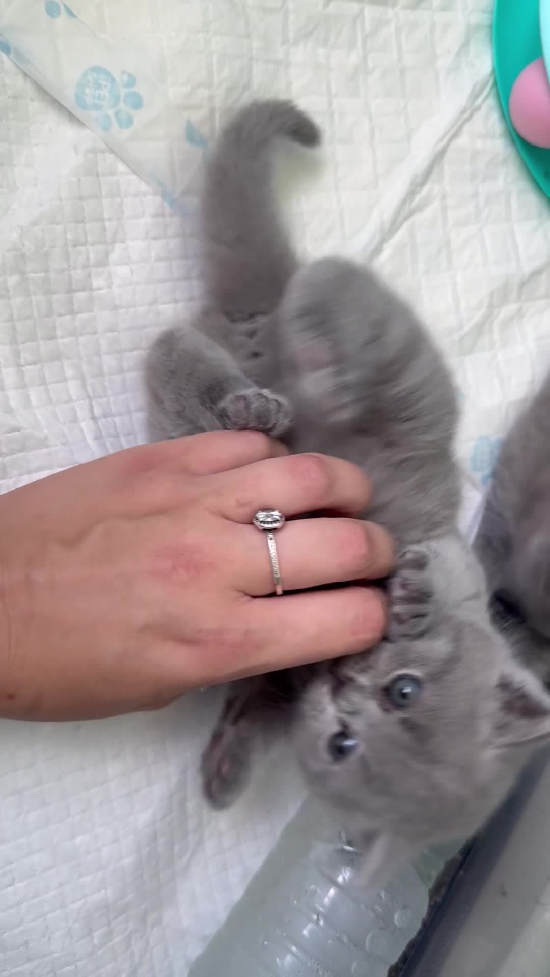 British Shorthair cats for sale: GCCF Beautiful British Shorthair Kittens for sale in Bolton - Video 1