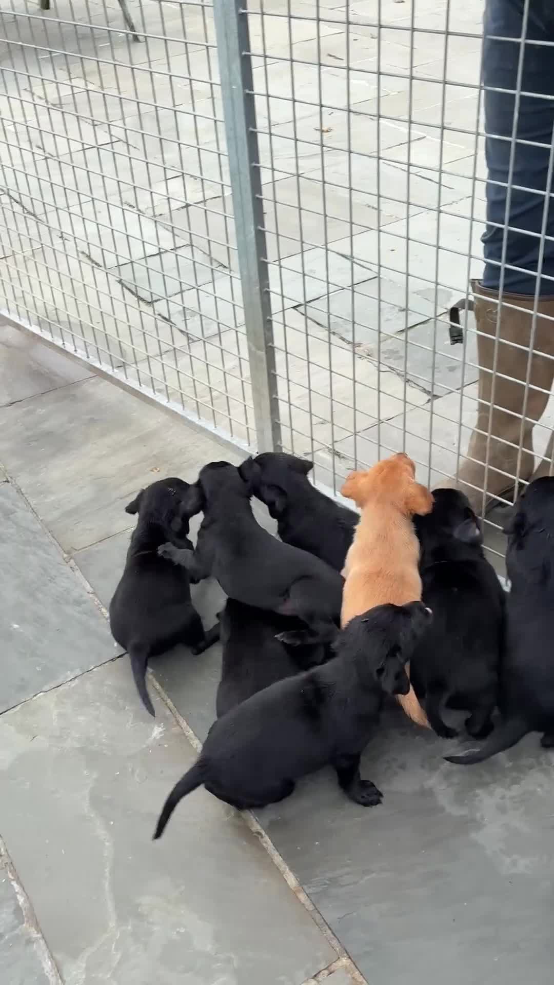 Labrador Retriever dogs for sale: Five Star Council Registered Breeder litter - Video 1