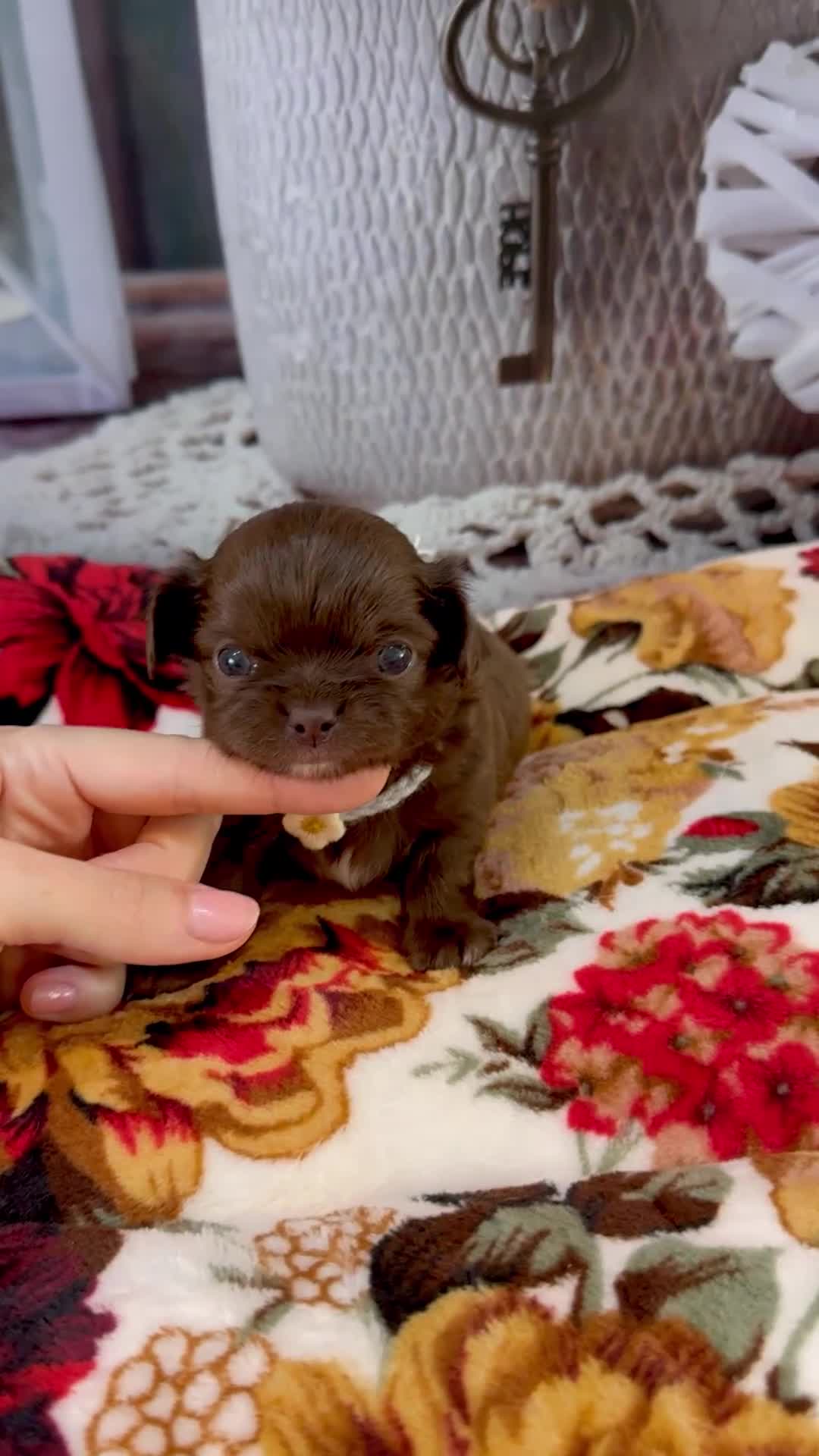 Chihuahua dogs for sale: 🤎 Exotic KC LC chocolate chihuahuas 🤎 - Video 2