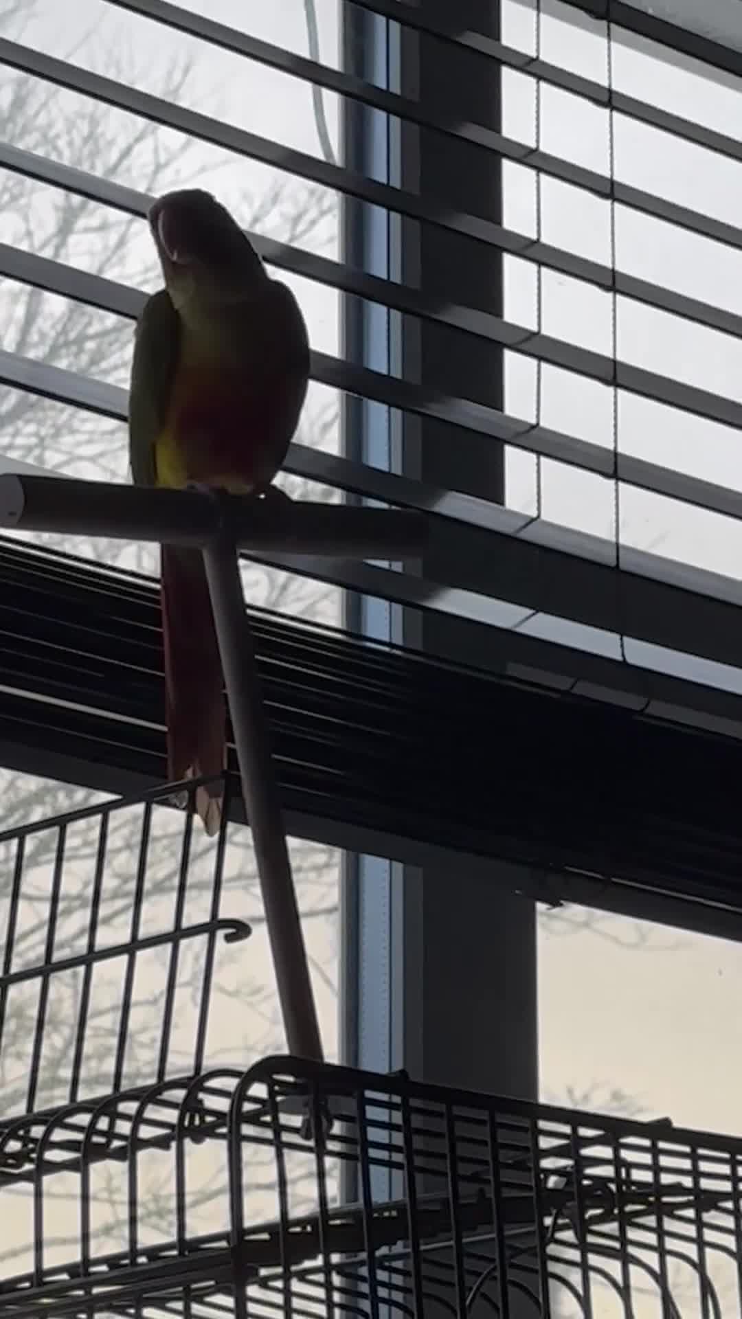 Conures birds for sale: Green-cheeked Conure  - Video 2