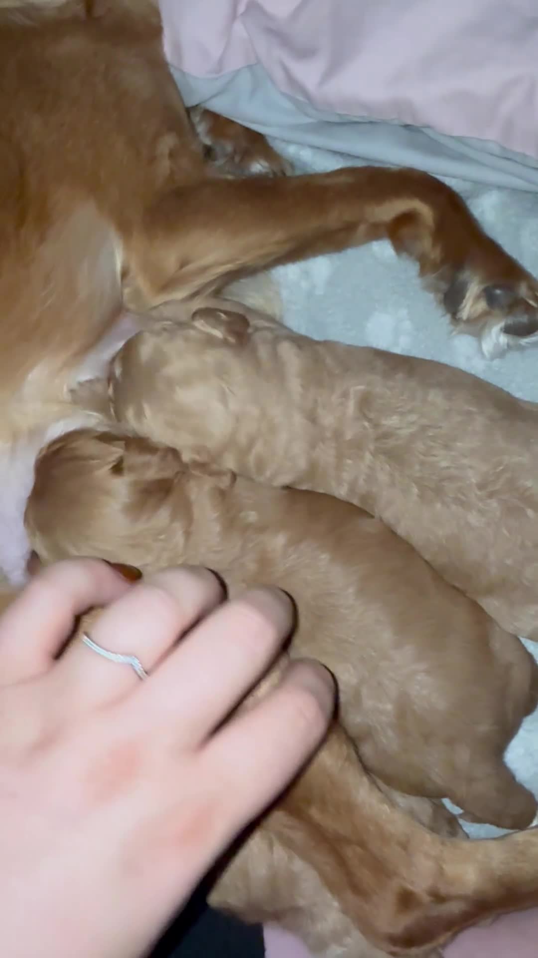 Cockapoo dogs for sale: Cockapoo Puppies For Sale  - Video 1