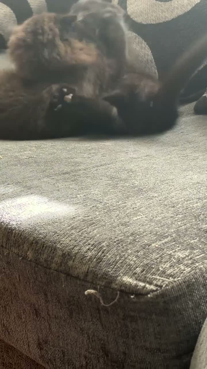 Mixed Breed cats for sale: Adorable litter of 3  - Video 2