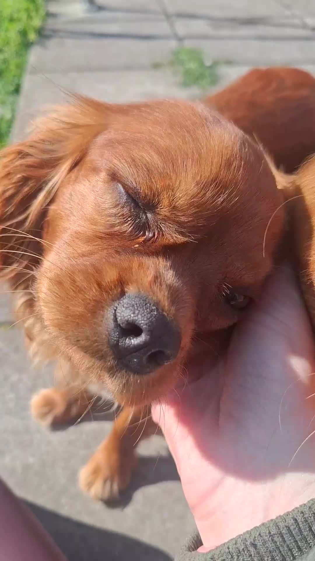 Cavalier King Charles Spaniel dogs for sale: 10 month old females kc health tested parents  - Video 1