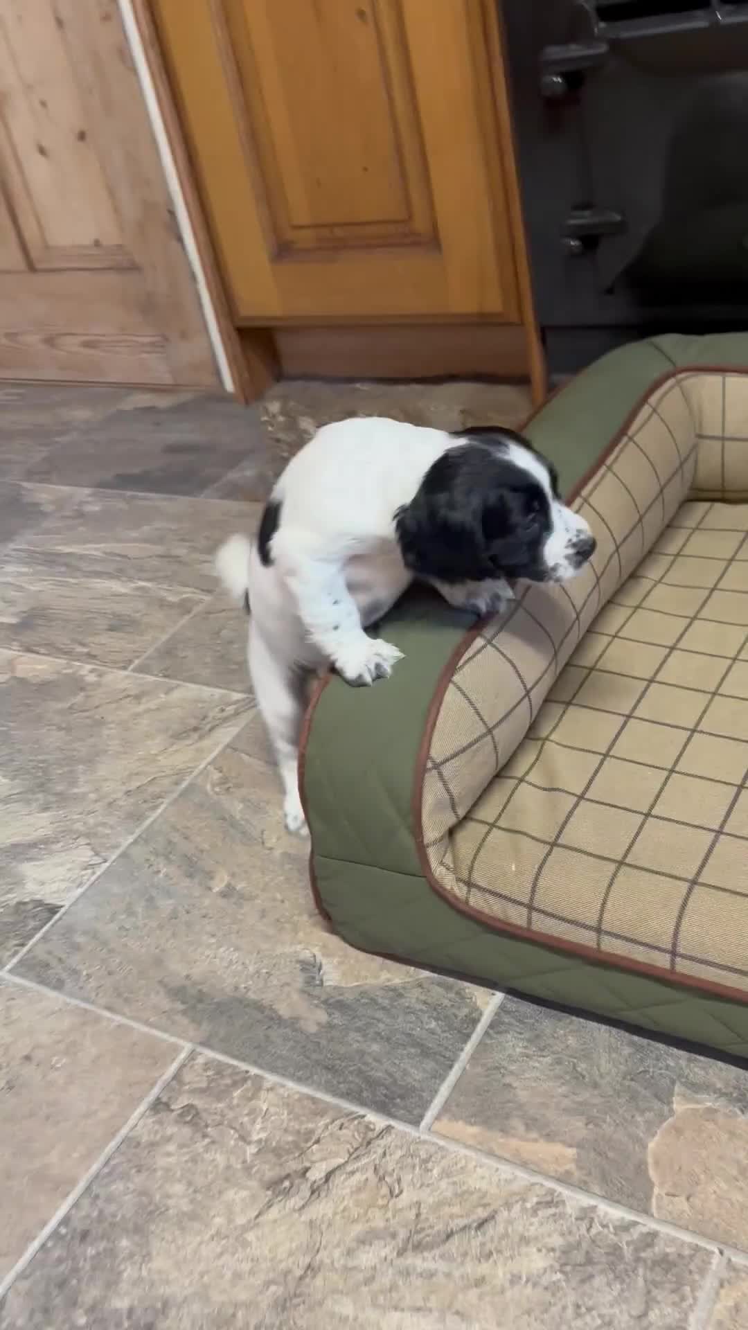 Cocker Spaniel dogs for sale: Gorgeous Cocker Spaniel Girls  - Video 2