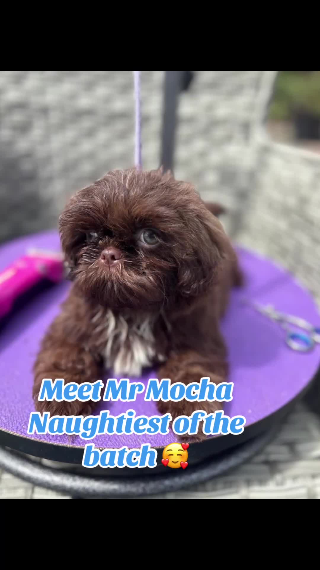 Shih Tzu dogs for sale:  Ready Now KC & DNA Health Tested - Video 3