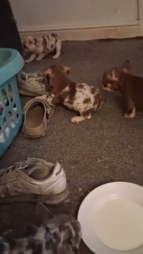 French Bulldog dogs for sale: Two beautiful female French Bulldog puppies in London - Video 1