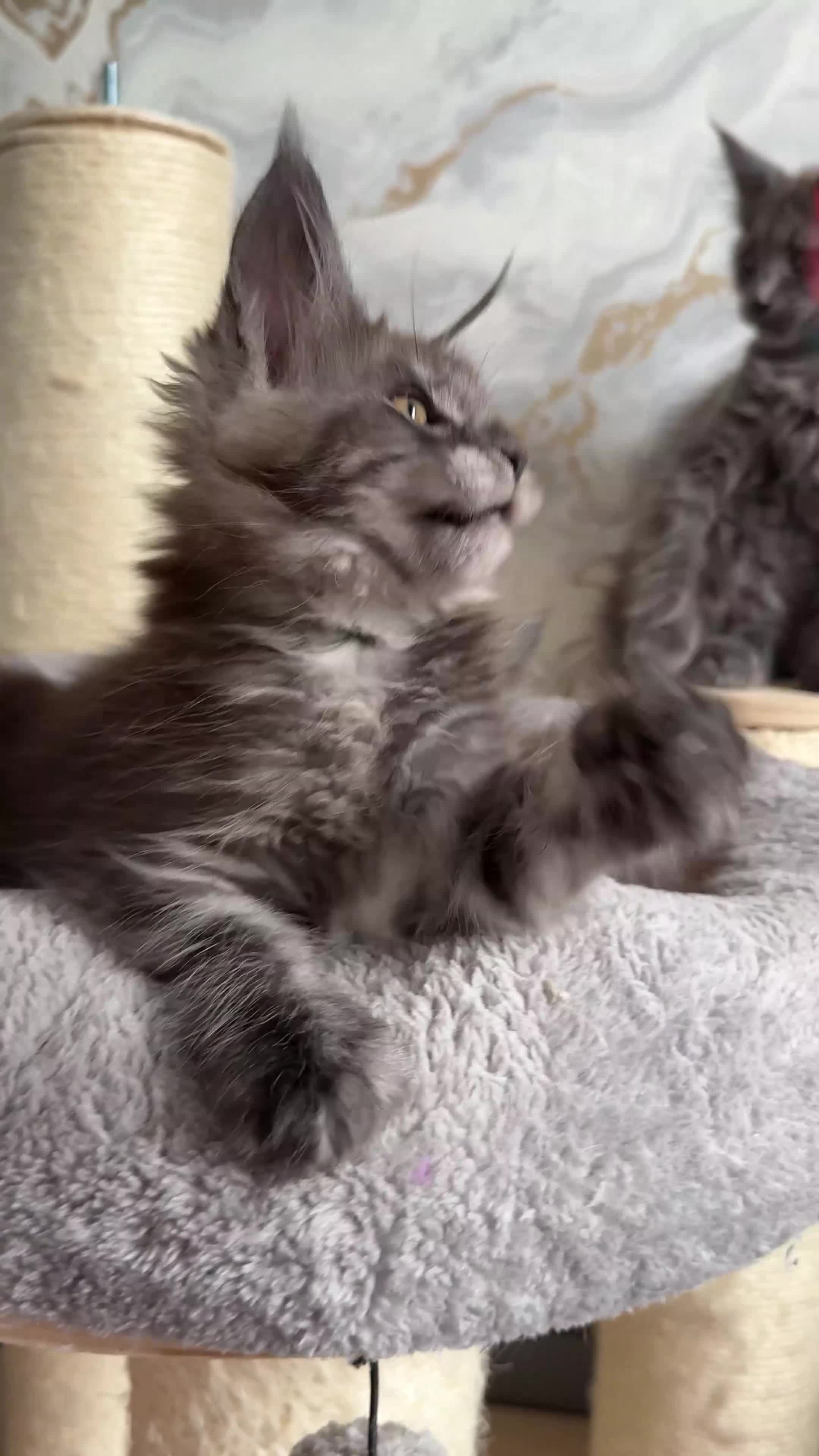 Maine Coon cats for sale: Stunning Maine Coon Kittens TICA Registered - Video 2