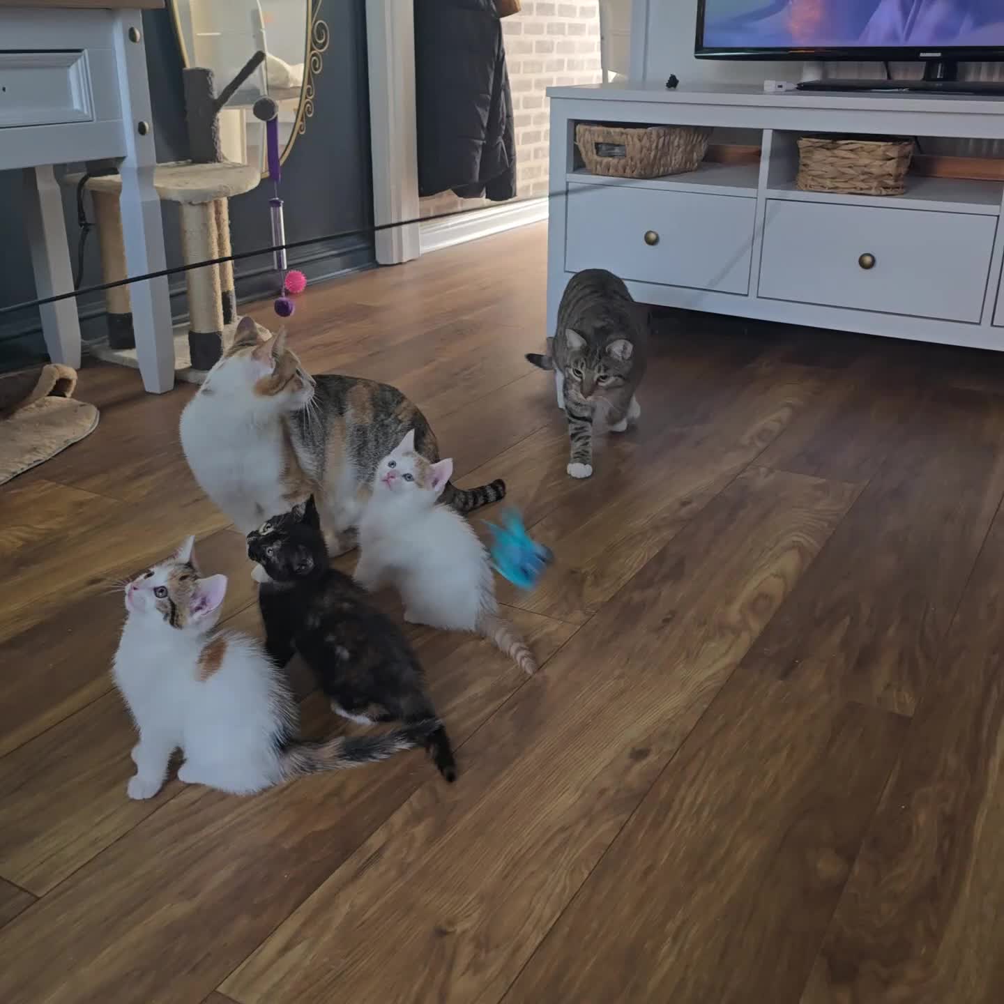 Mixed Breed cats for sale: 4 boys and 2 girls Family-Raised, Well-Socialised  - Video 4