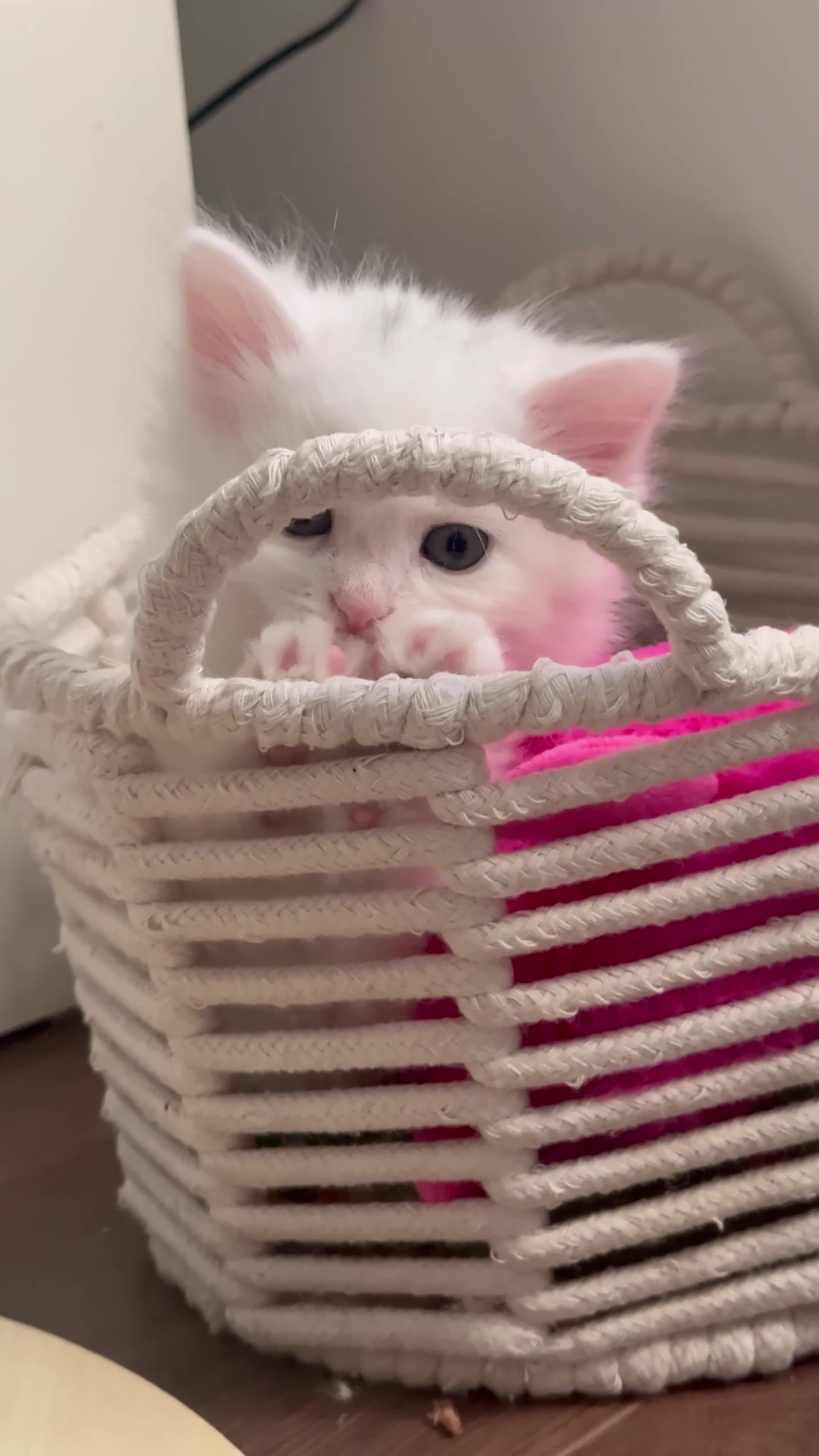 Siberian cats for sale: 🐾 Adorable Siberian Kittens  - Video 2